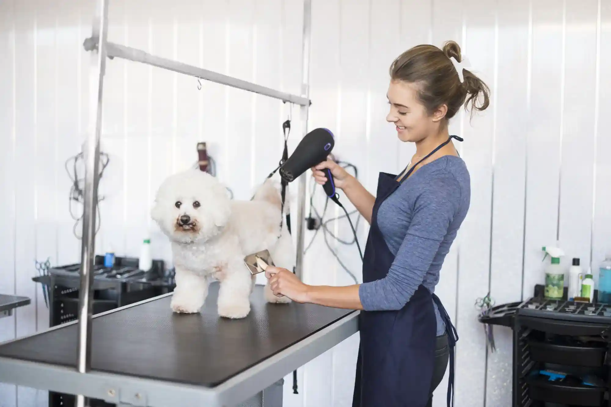 The Growth of Mobile Dog Grooming