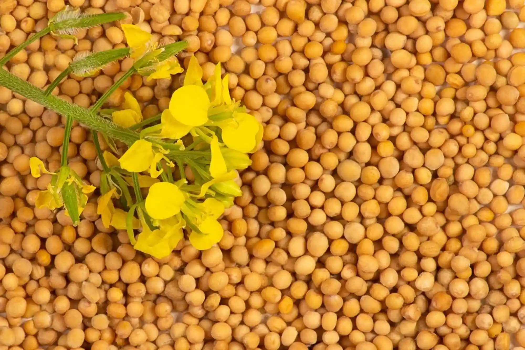 Where Do Mustard Seeds Come From