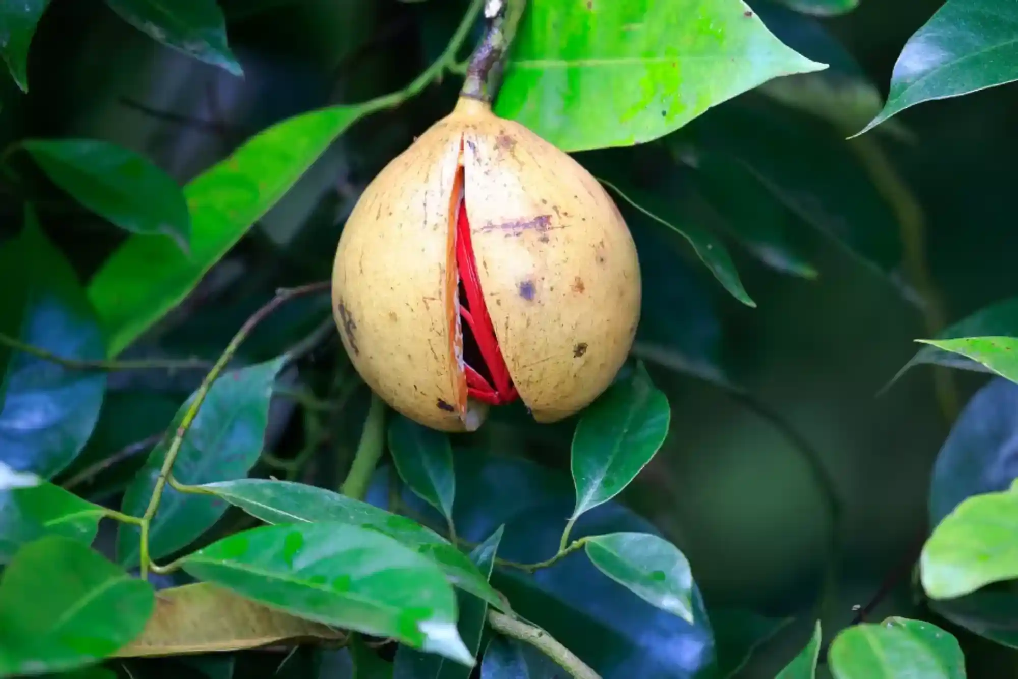 where does nutmeg come from