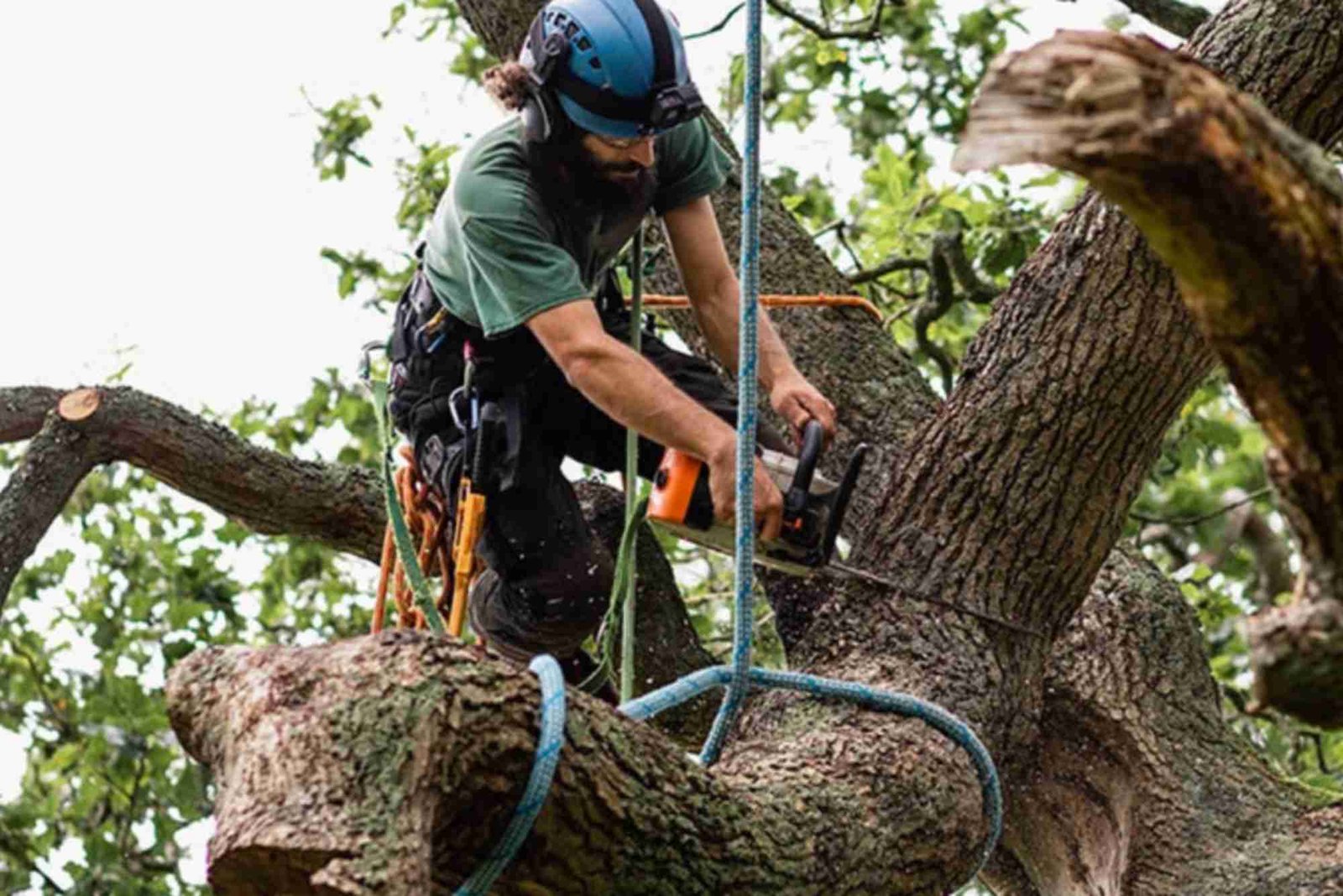 Tree Service in Oak Park, IL